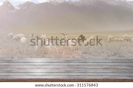 Wood board and Kashmir goats in beautiful India landscape with snow peaks background,retro effect