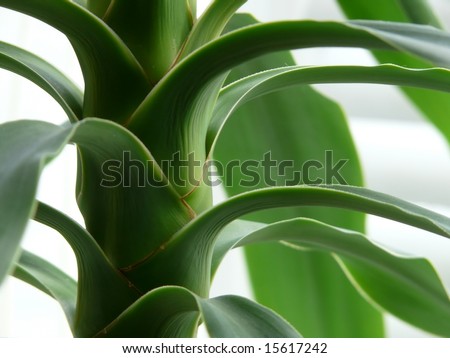 Yucca Houseplant