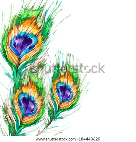 Peacock feather on a white background. Watercolor picture.