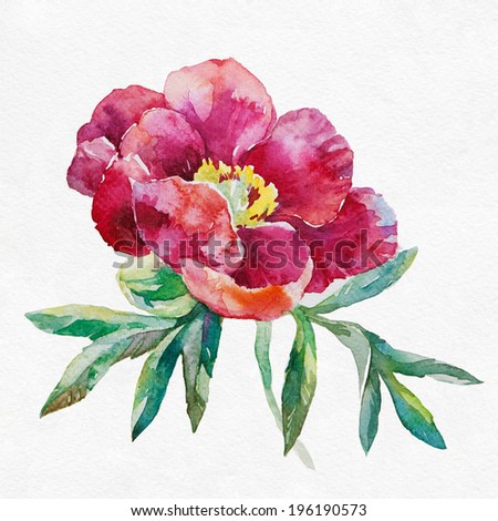 Watercolor pink peony. Peony on white background.