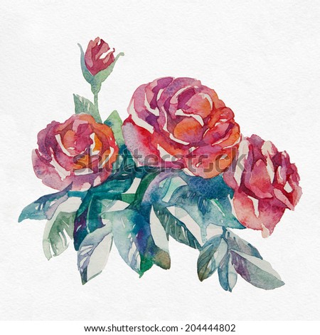 Watercolor pink roses. Roses on white background.
