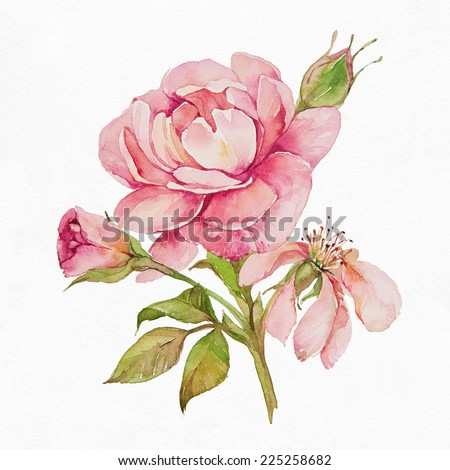 Watercolor pink roses. Roses on white background.