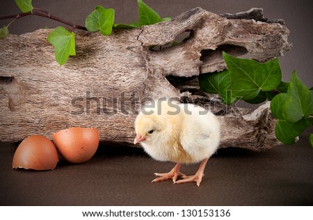 Adorable baby chick with egg shell