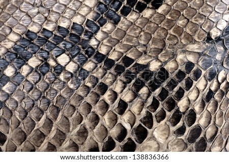 Detail of a real skin of a snake with scales pattern