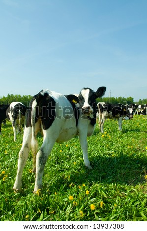 cow in a pasture with cloudy blue sky at the background