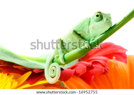 Chameleon On Flower