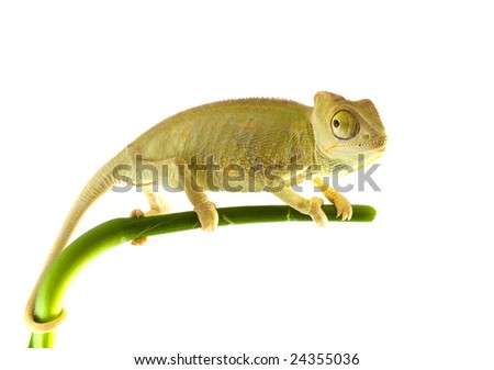 Chameleon On Flower