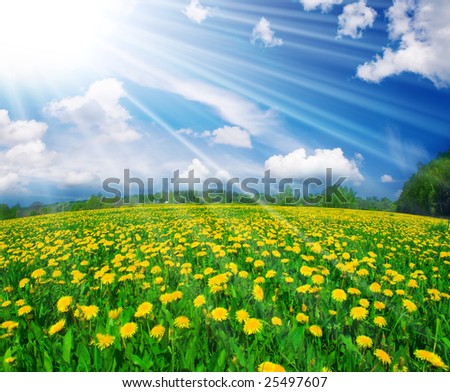 stock-photo-field-of-dandelions-on-background-of-the-sky-25497607.jpg