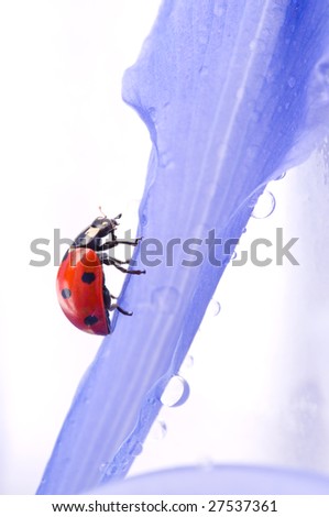 red summer lady bug