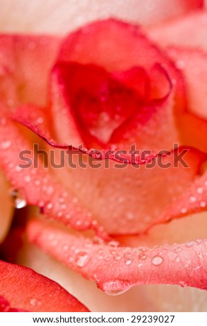 Gentle petals of roses with water drops