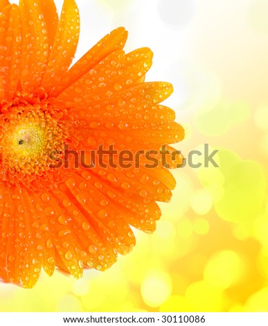 beautiful and colorful daisy flowers on white background