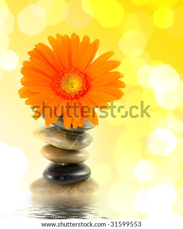 Spa stones and yellow daisy on isolated white background