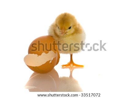 baby chicks pictures. stock photo : cute aby chicks