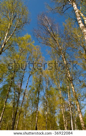 Circle of spring birches crowns against blue sky