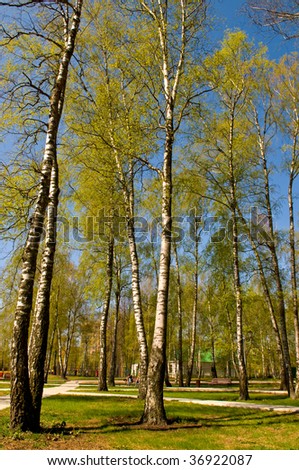 Circle of spring birches crowns against blue sky