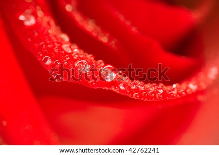 Petals of roses with water drops