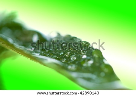 Green leaves with dew drops
