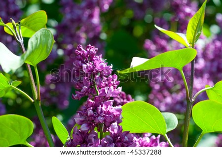 flowers of purple lilac blooming in late spring