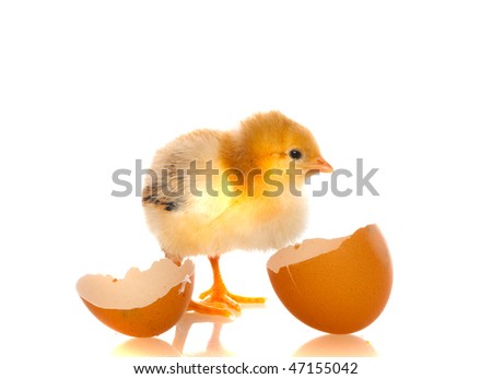 baby chicks pictures. stock photo : cute aby chicks