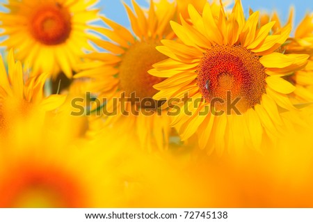 Beautiful field of sunflowers. summer landscape