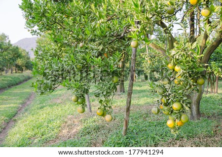 branch orange tree fruits  with green leaves  in sunlight