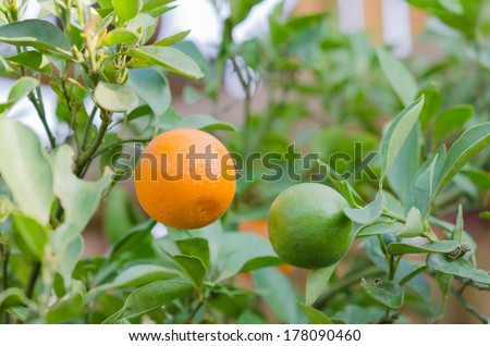 close up branch orange tree fruits  with green leaves