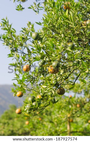 branch orange tree fruits  with green leaves  in sunlight