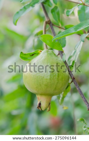 Pomegranate Fruit on Tree Branch. The Foliage on the Background