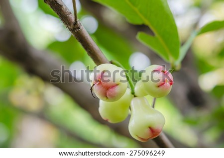 Rose apples or chomphu on tree in orchard