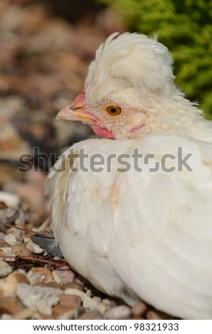 White Hen Portrait