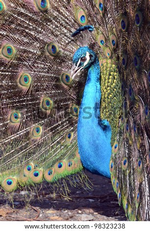 peacock courtship