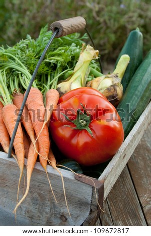 carrots, tomatoes, onions and cucumbers in a basket/vegetable basket/harvest