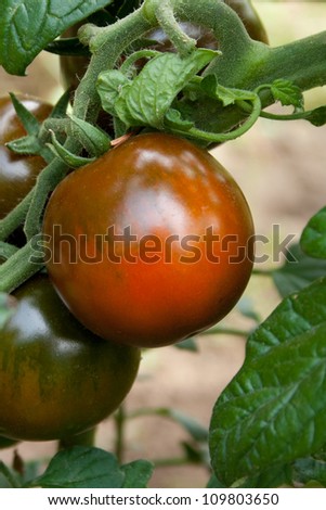 Brown tomatoes on a tomato plant/Tomatoes/vegetables