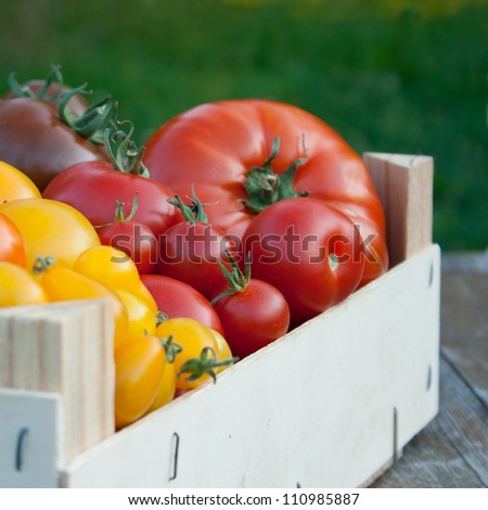 red,yellow and brown tomatoes/tomatoes/vegetables