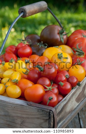 red,yellow and brown tomatoes/tomatoes/vegetables
