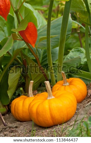 three pumpkins in a flower bed/pumpkins/autumn