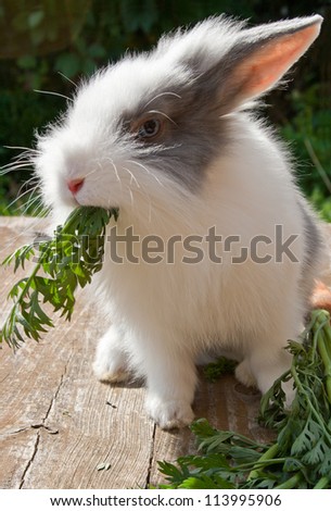 little grey and white rabbit/rabbit/pet