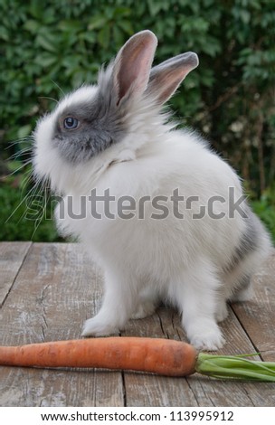 little grey and white rabbit/rabbit/pet