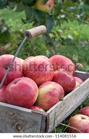 basket with apples/harvest/apple