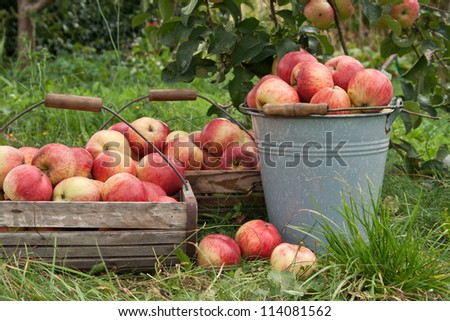 bucket  and basket with apples/harvest/apple
