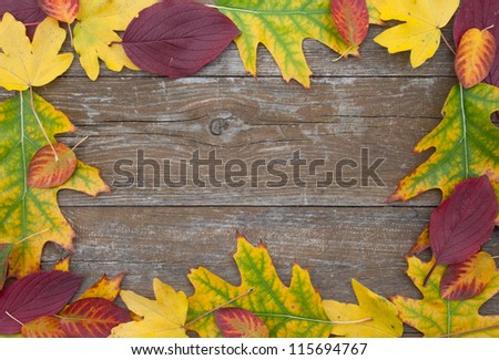 frame of colored leaves/autumn/leaves