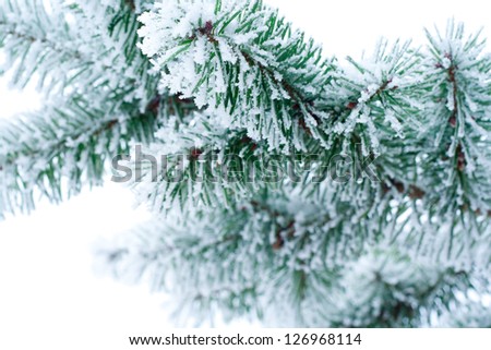 fire branches with snow/fir/snow