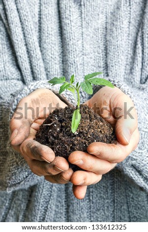 hands with tomato plant/tomato plant/planting