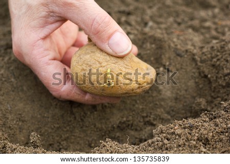 hands planting potato/gardening/potatoes