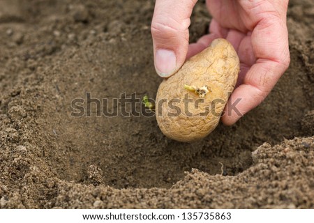 hands planting potato/gardening/potatoes