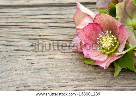 pink flowers on wooden ground/flowers/Christmas Rose