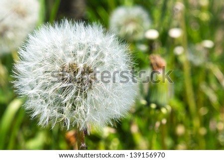 dandelion on a meadow/dandelion/meadow