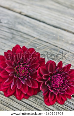 red dahlia and white card on wooden table/dahlia/flower