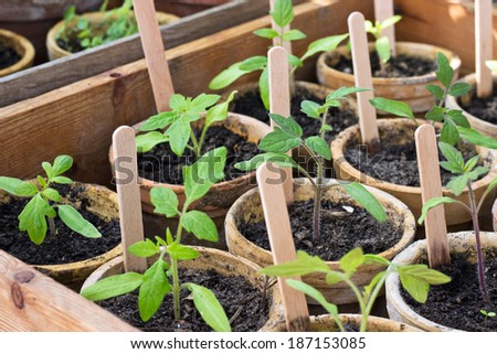 Tomato plants in flower pots in a wooden box/tomatoes/plants