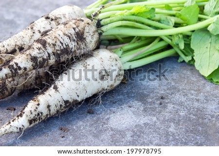 white radish on a stone slab/vegetables/white radish